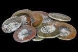 2-3" Polished, Fossil Goniatite "Button"  - Photo 2